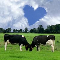 echte-liefde-koeien